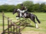 Wanborough Horse and Dog show